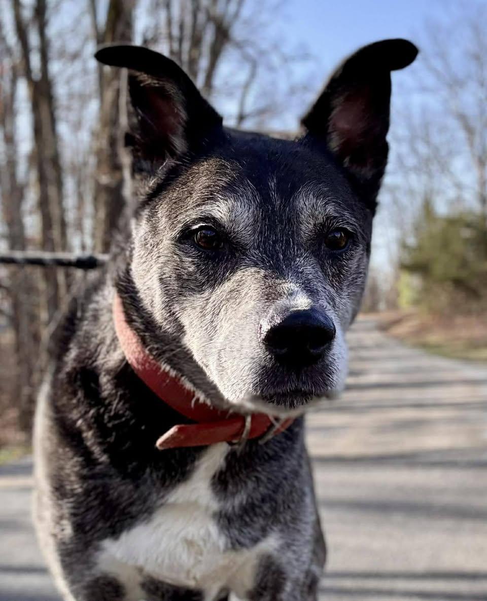 Enlarge JACK, a ADOPTABLE mixed breed in Waverly, TN image 2/3