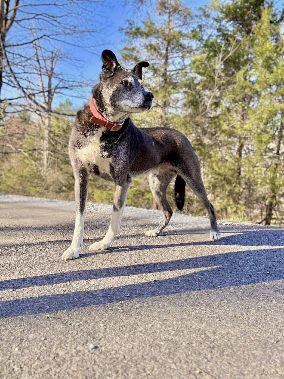 Enlarge JACK, a ADOPTABLE mixed breed in Waverly, TN image 3/3