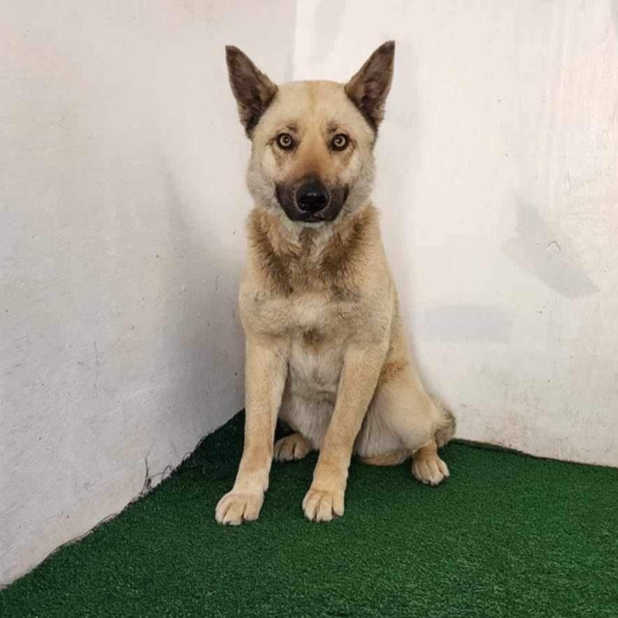 Indy, Adoptable, Adult Female Shepherd & Mixed Breed.
