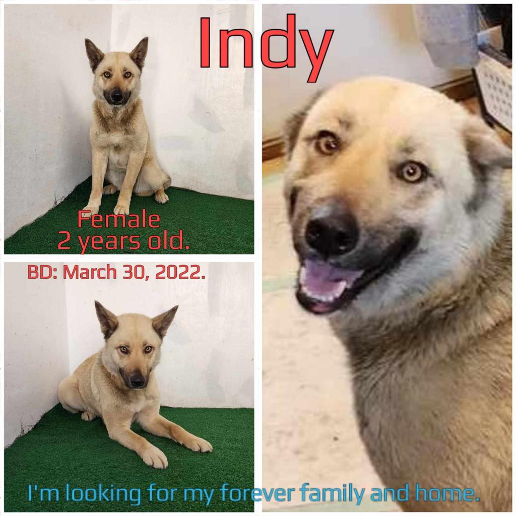 Enlarge Indy, a Adoptable mixed breed in Boaz, AL image 2/2