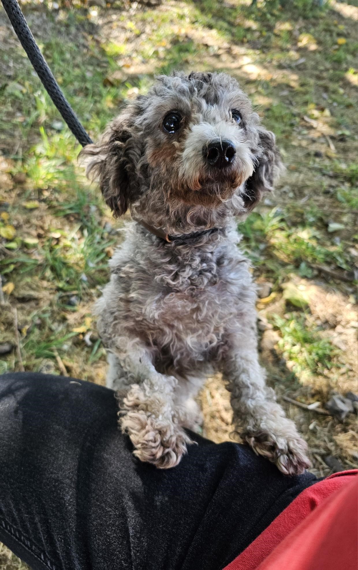 Dog for adoption Wisp, a Miniature Poodle in Jersey city, NJ Petfinder