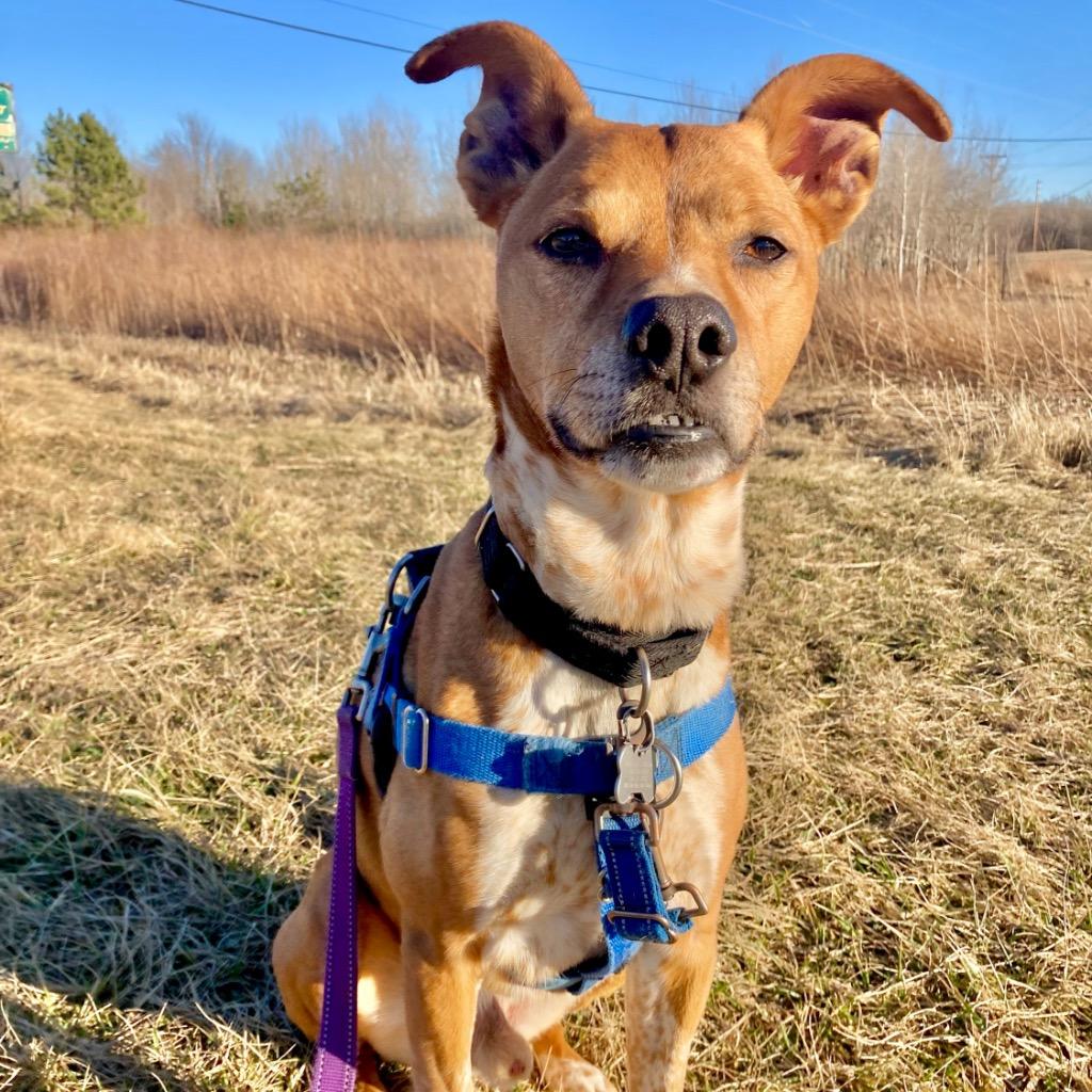 Enlarge Mac, a Adoptable Mixed Breed in State College, PA image 1/6