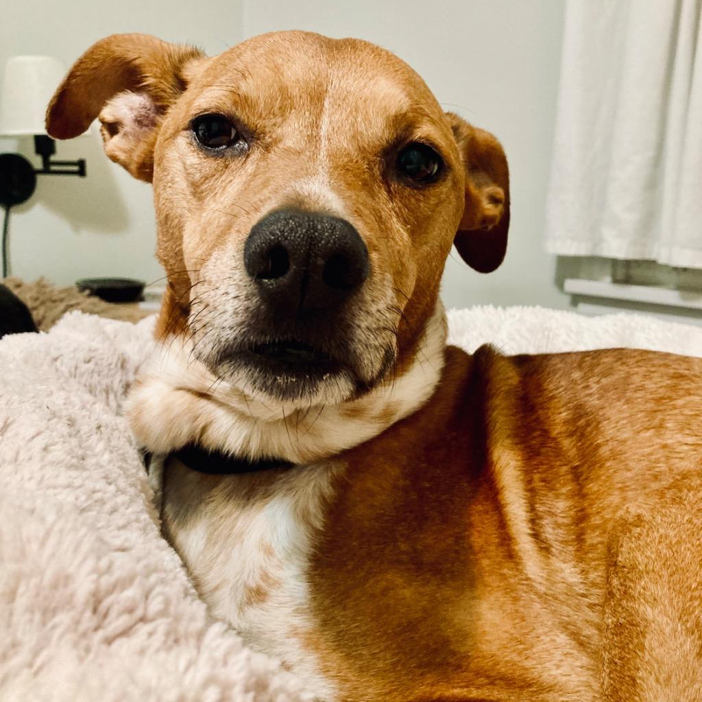 Mac, Adoptable, Senior Male Mixed Breed.