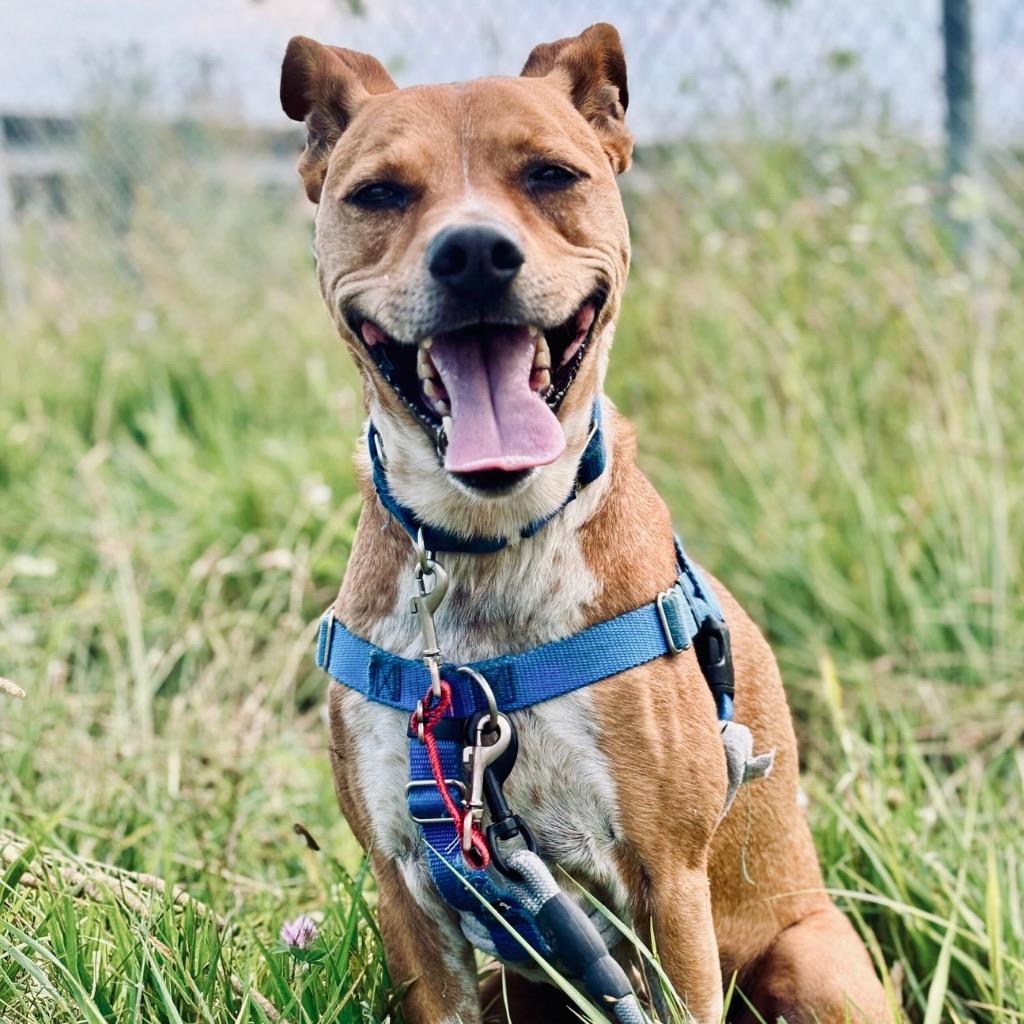 Enlarge Mac, a Adoptable Mixed Breed in State College, PA image 3/6