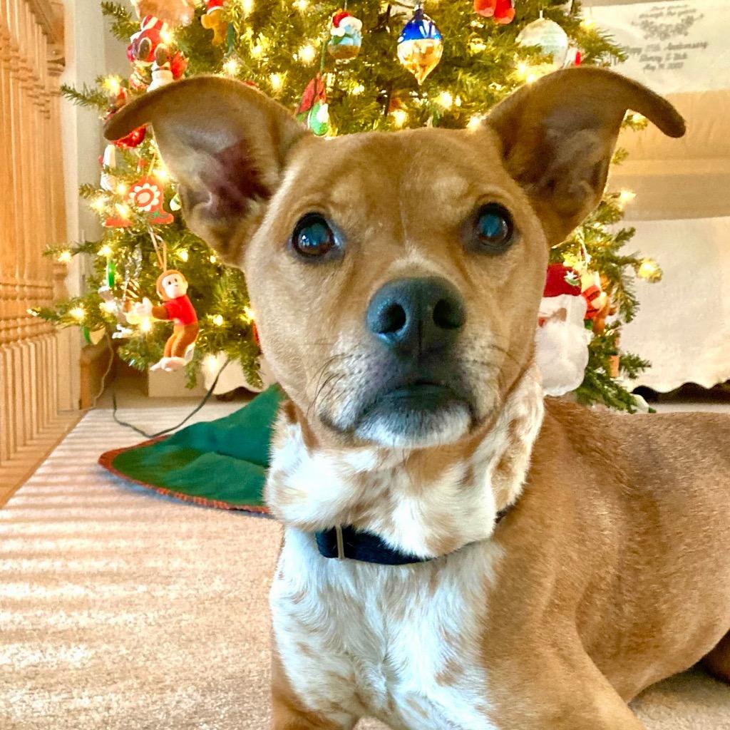 Enlarge Mac, a Adoptable Mixed Breed in State College, PA image 4/6