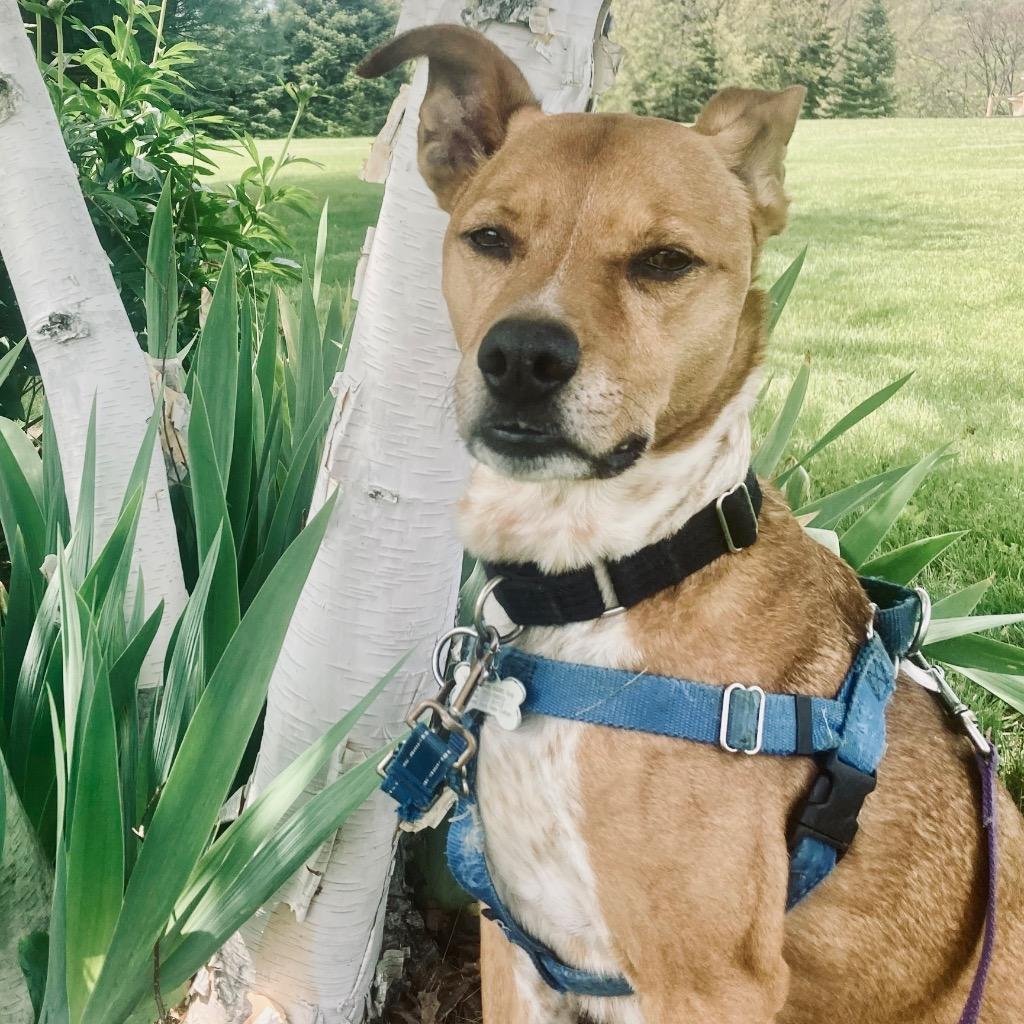 Enlarge Mac, a Adoptable Mixed Breed in State College, PA image 3/6