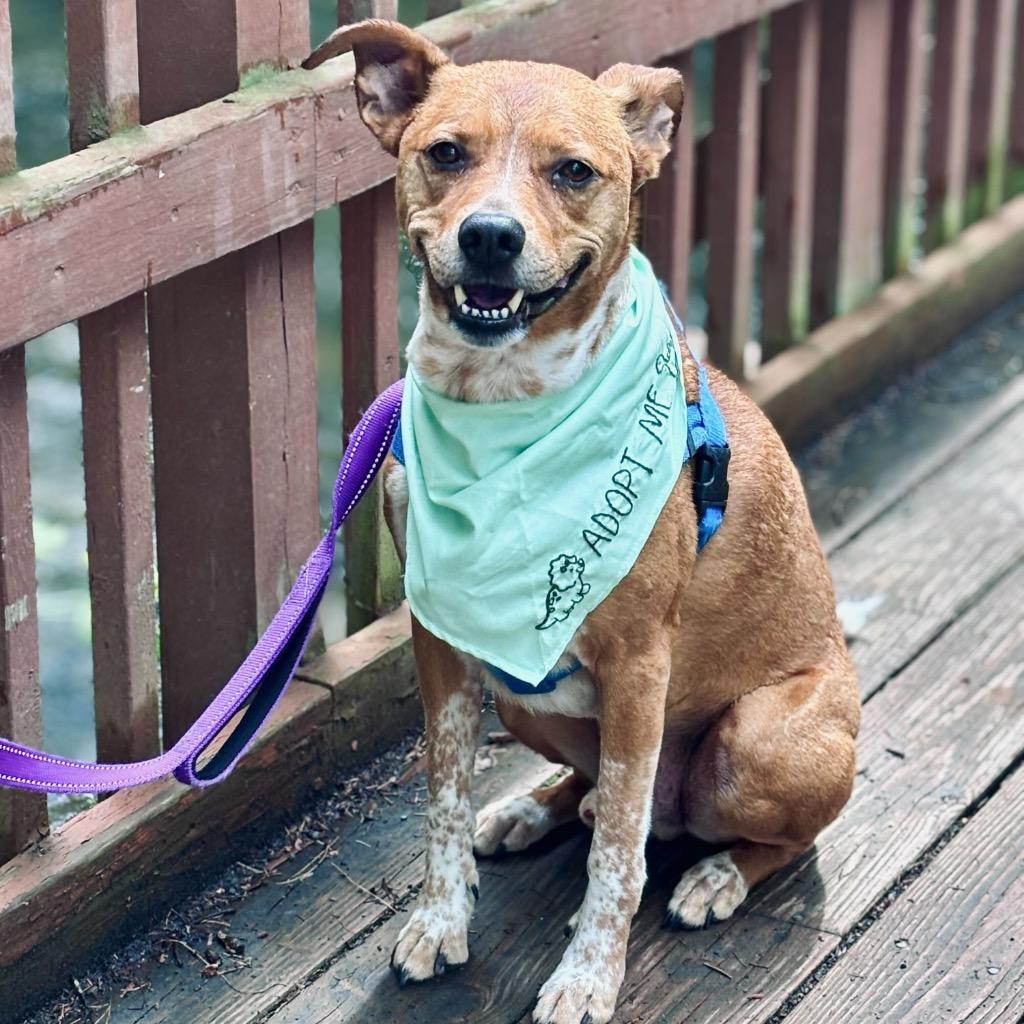Enlarge Mac, a Adoptable Mixed Breed in State College, PA image 4/6