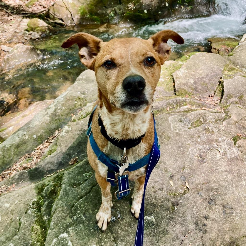 Enlarge Mac, a Adoptable Mixed Breed in State College, PA image 4/6