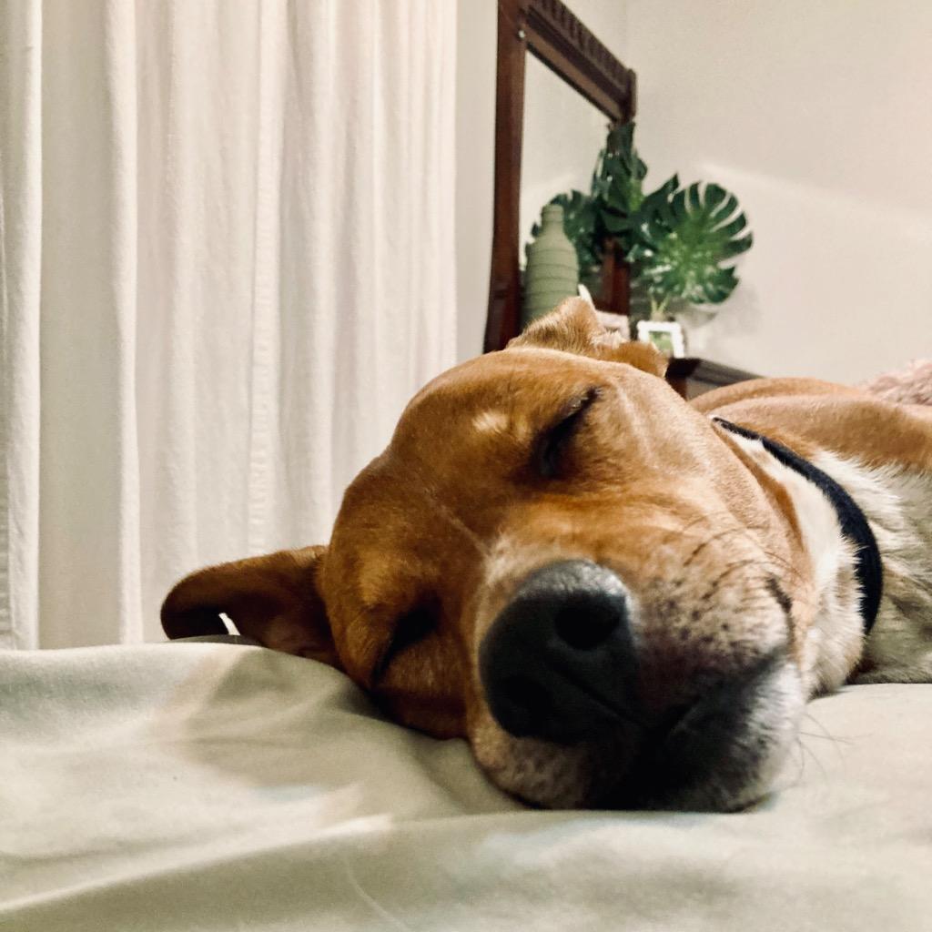 Enlarge Mac, a Adoptable Mixed Breed in State College, PA image 5/6