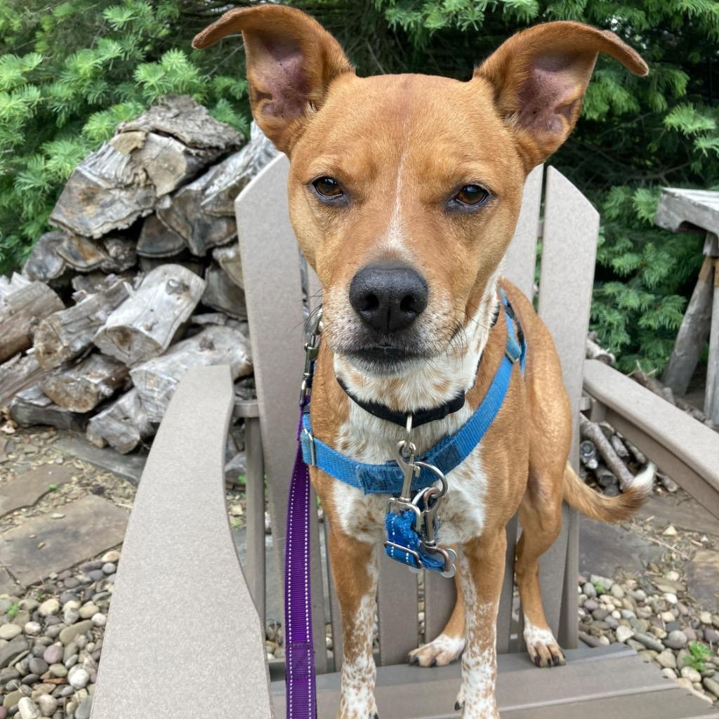 Enlarge Mac, a Adoptable Mixed Breed in State College, PA image 6/6