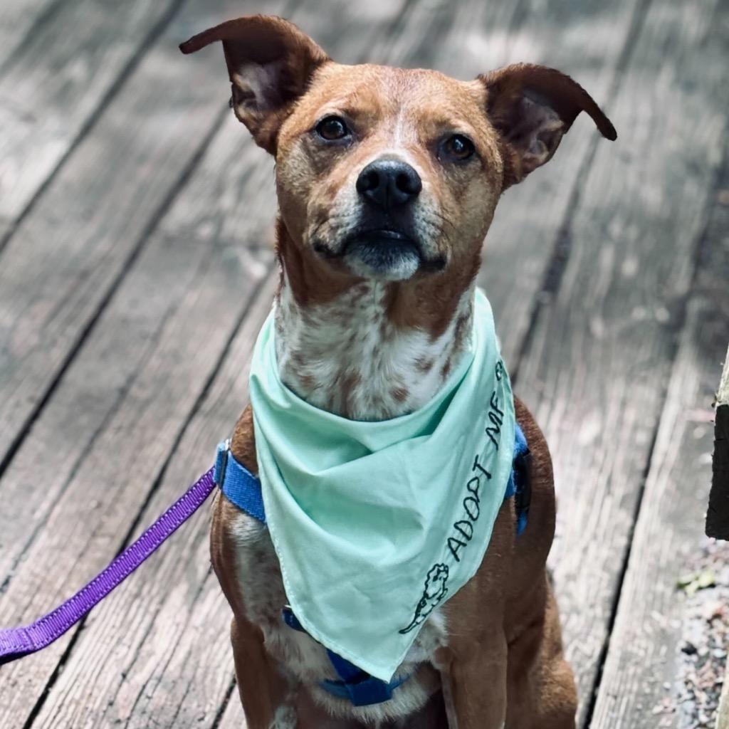 Enlarge Mac, a Adoptable Mixed Breed in State College, PA image 6/6