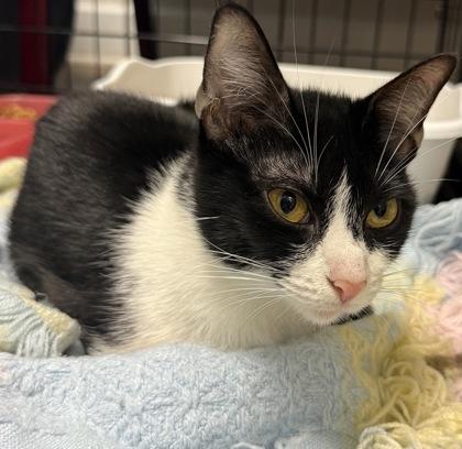 Scarlet, Adoptable, Adult Female Domestic Short Hair & Domestic Short Hair.