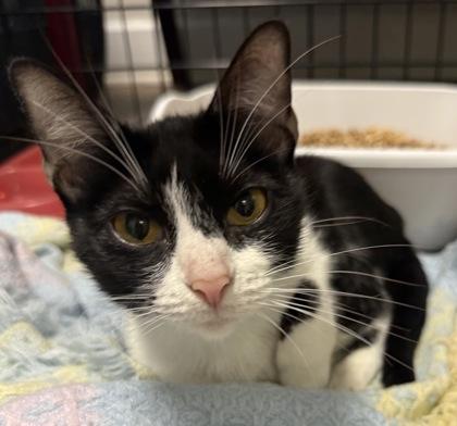 Scarlet, a Adoptable Domestic Short Hair in Lawrenceville, GA image 2/2