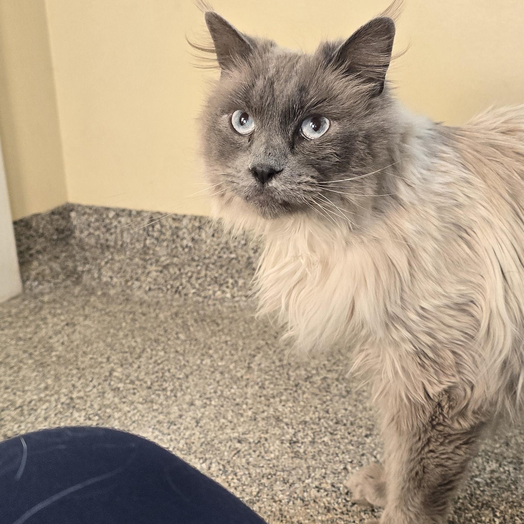 Cedar, ADOPTABLE, Adult Female Maine Coon.