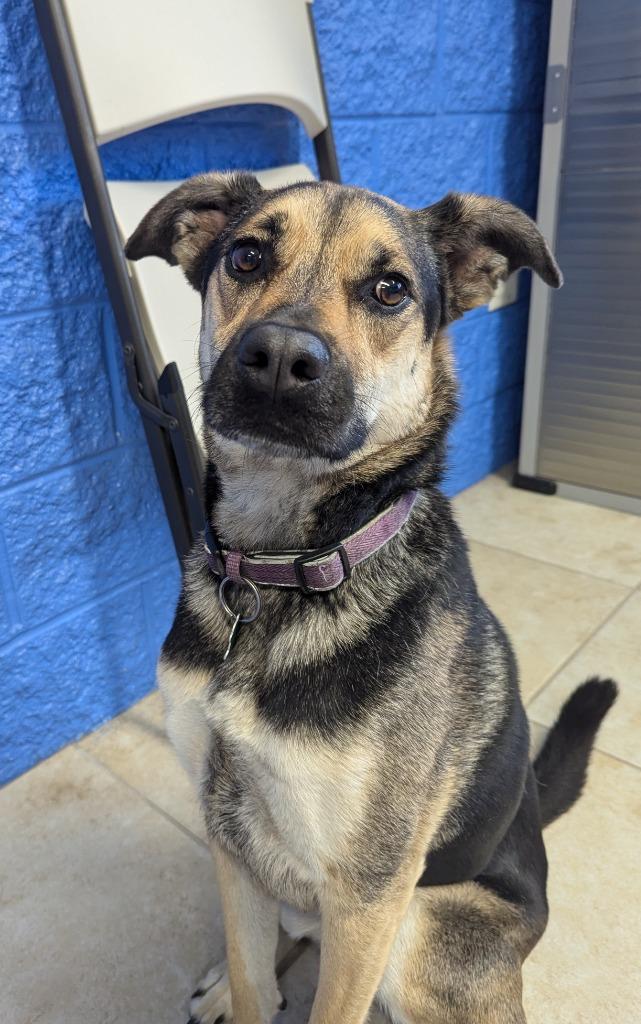 Natalie, Adopted, Adult Female Shepherd.