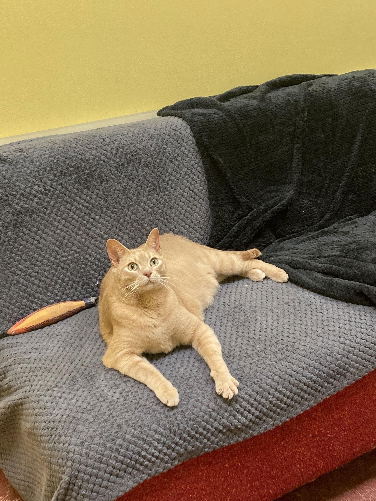 Gus, Adoptable, Adult Male Tabby.