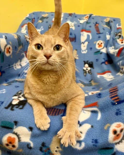 Enlarge Gus, a Adoptable Tabby in Stone Mountain, GA image 1/3