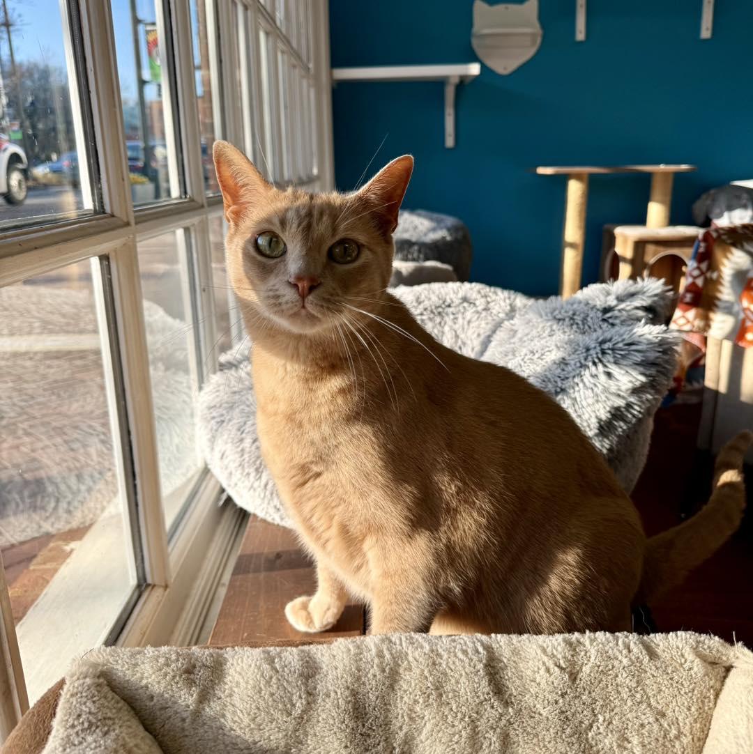 Gus, Adoptable, Adult Male Tabby.
