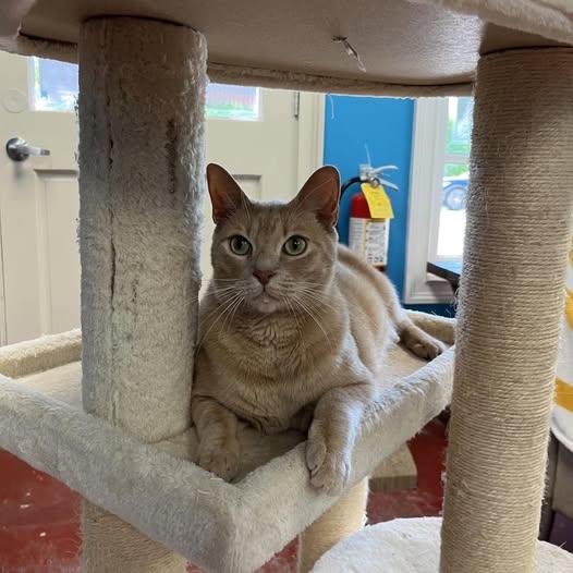 Enlarge Gus, a Adoptable Tabby in Stone Mountain, GA image 2/3