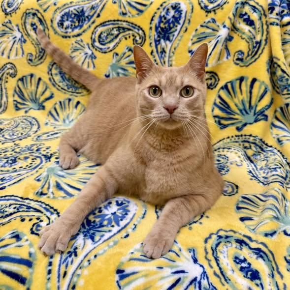 Enlarge Gus, a Adoptable Tabby in Stone Mountain, GA image 3/3