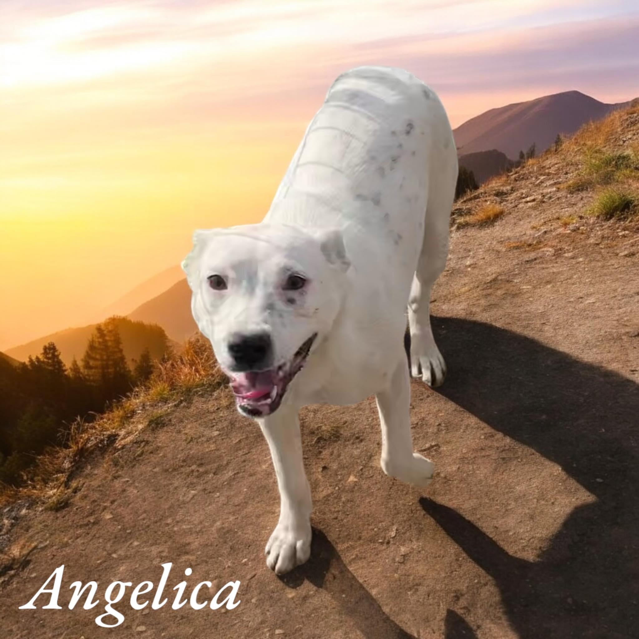 Angelica - dog, cat, kid friendly. House/crate/leash trained.