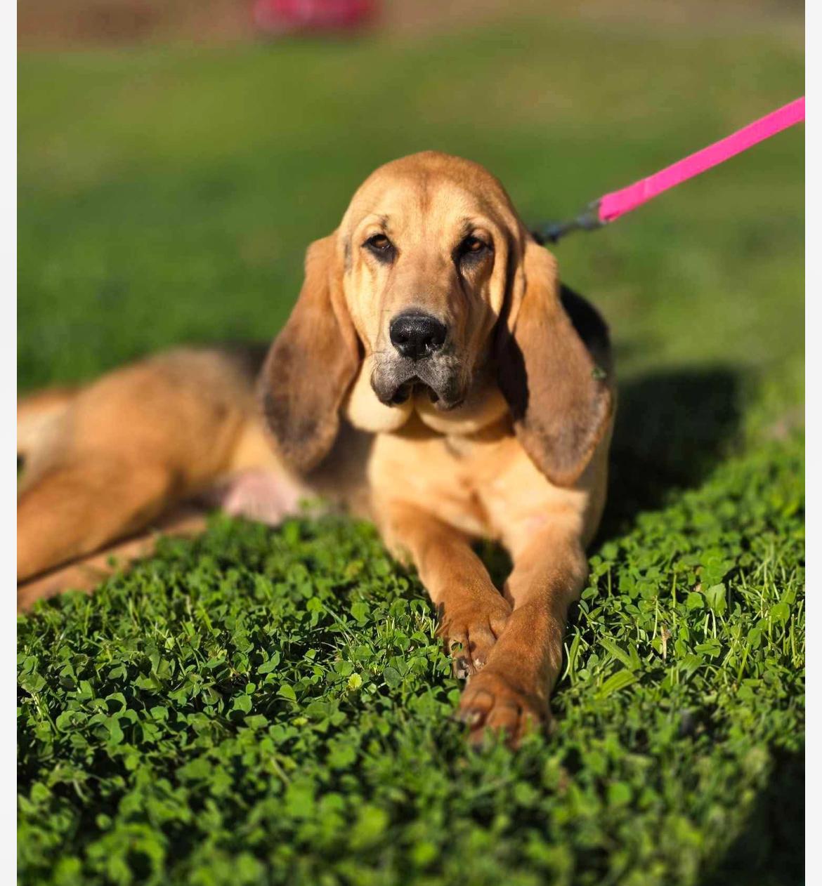 Winnie cs, ADOPTABLE, Young Female Bloodhound.