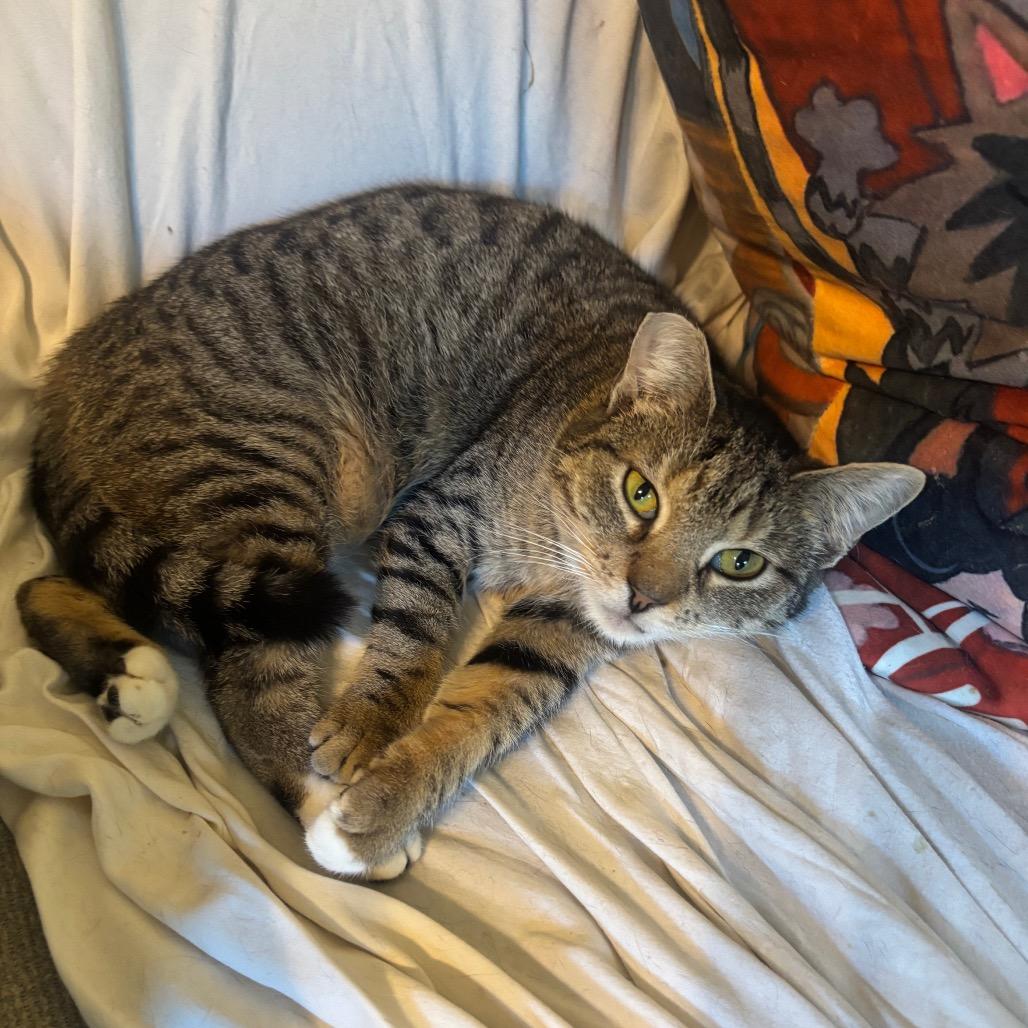 Enlarge Tiger Lily, a Adoptable Domestic Short Hair in Los Angeles, CA image 1/4