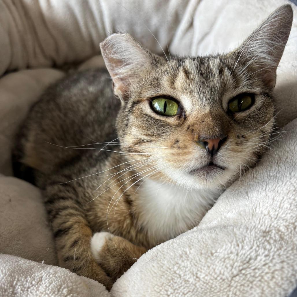 Enlarge Tiger Lily, a Adoptable Domestic Short Hair in Los Angeles, CA image 2/4