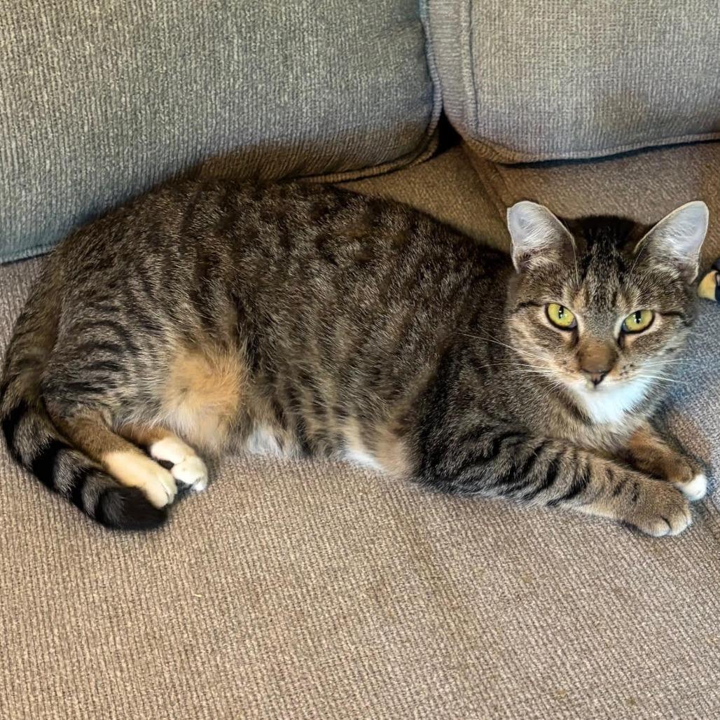 Enlarge Tiger Lily, a Adoptable Domestic Short Hair in Los Angeles, CA image 3/4