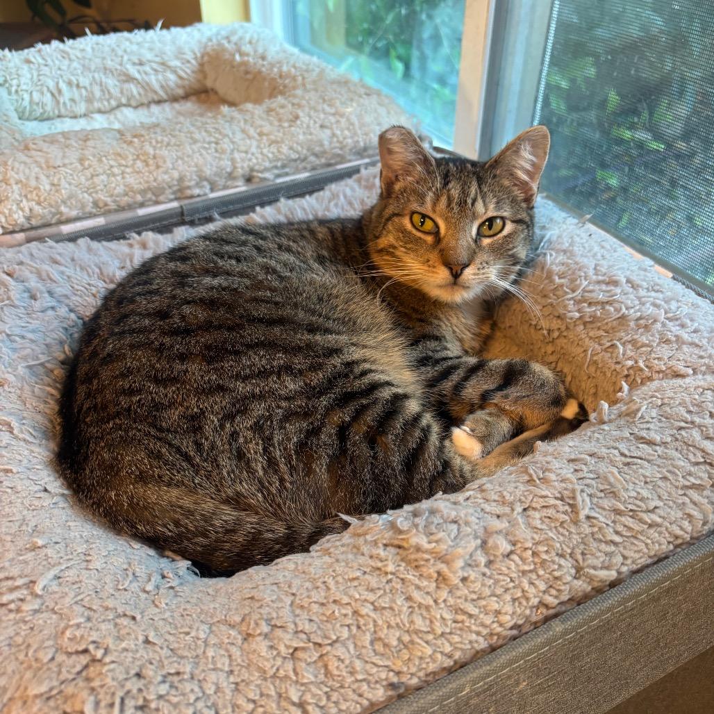 Enlarge Tiger Lily, a Adoptable Domestic Short Hair in Los Angeles, CA image 4/4