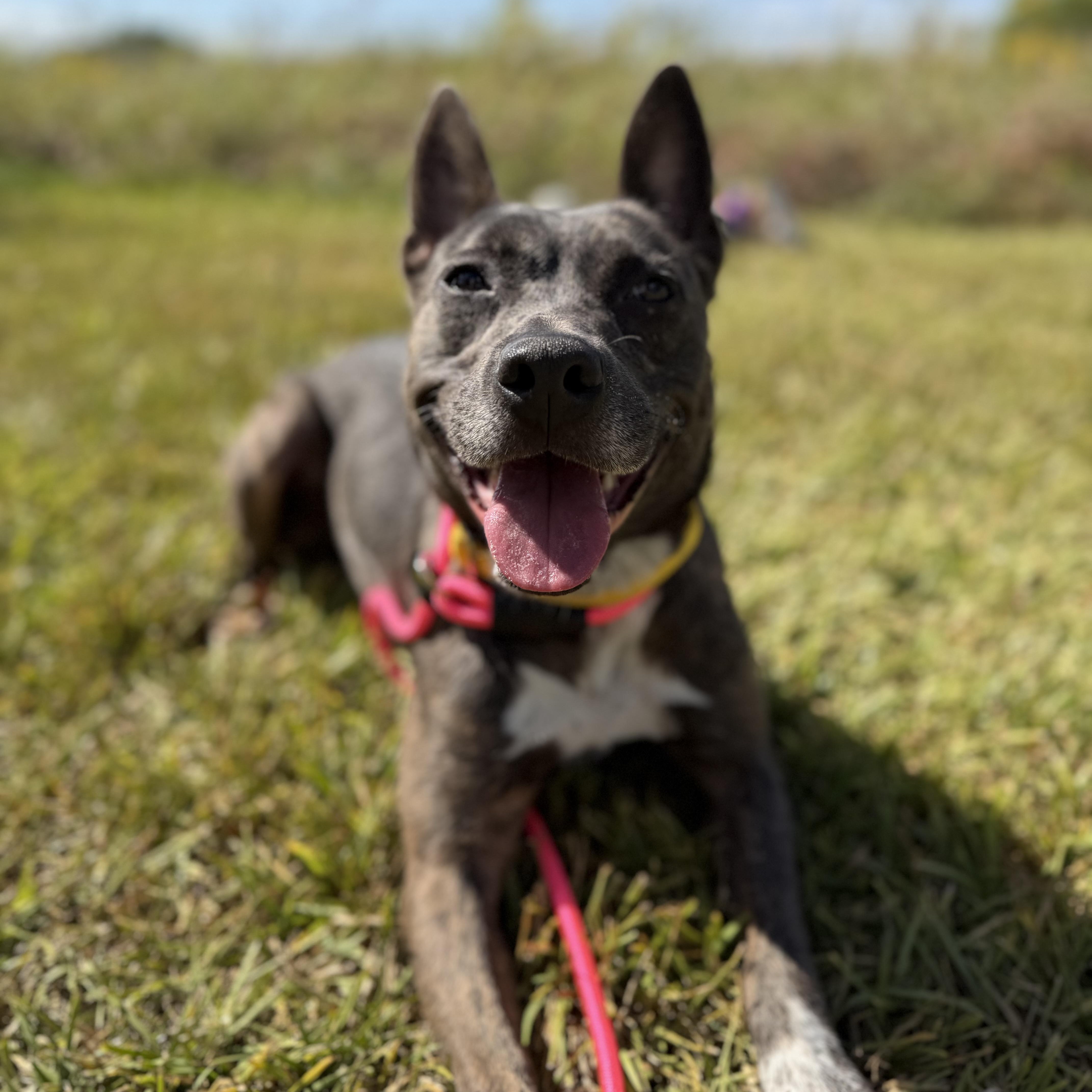 Enlarge Raja, a Adoptable mixed breed in Brentwood, NH image 6/6