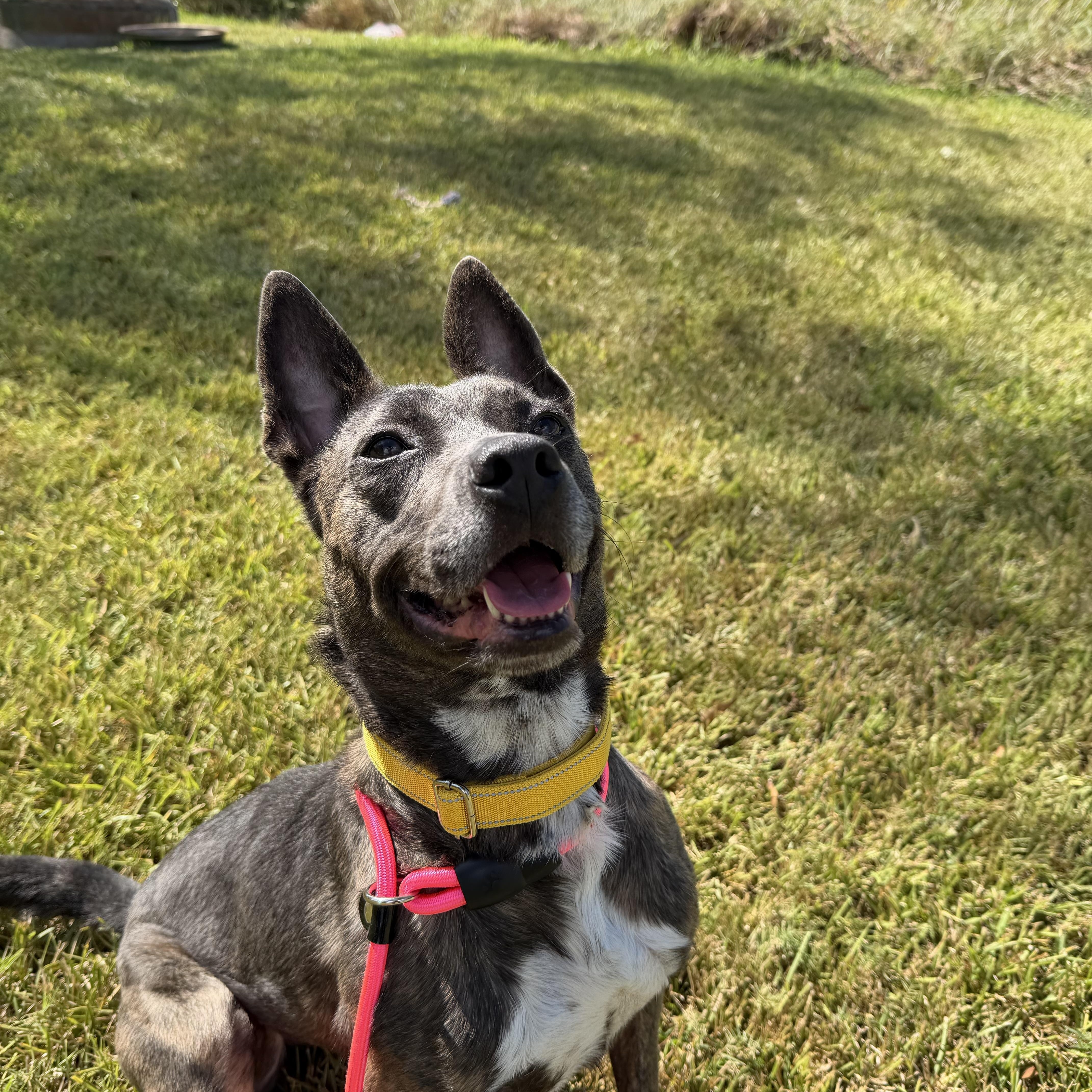 Enlarge Raja, a Adoptable mixed breed in Brentwood, NH image 5/6