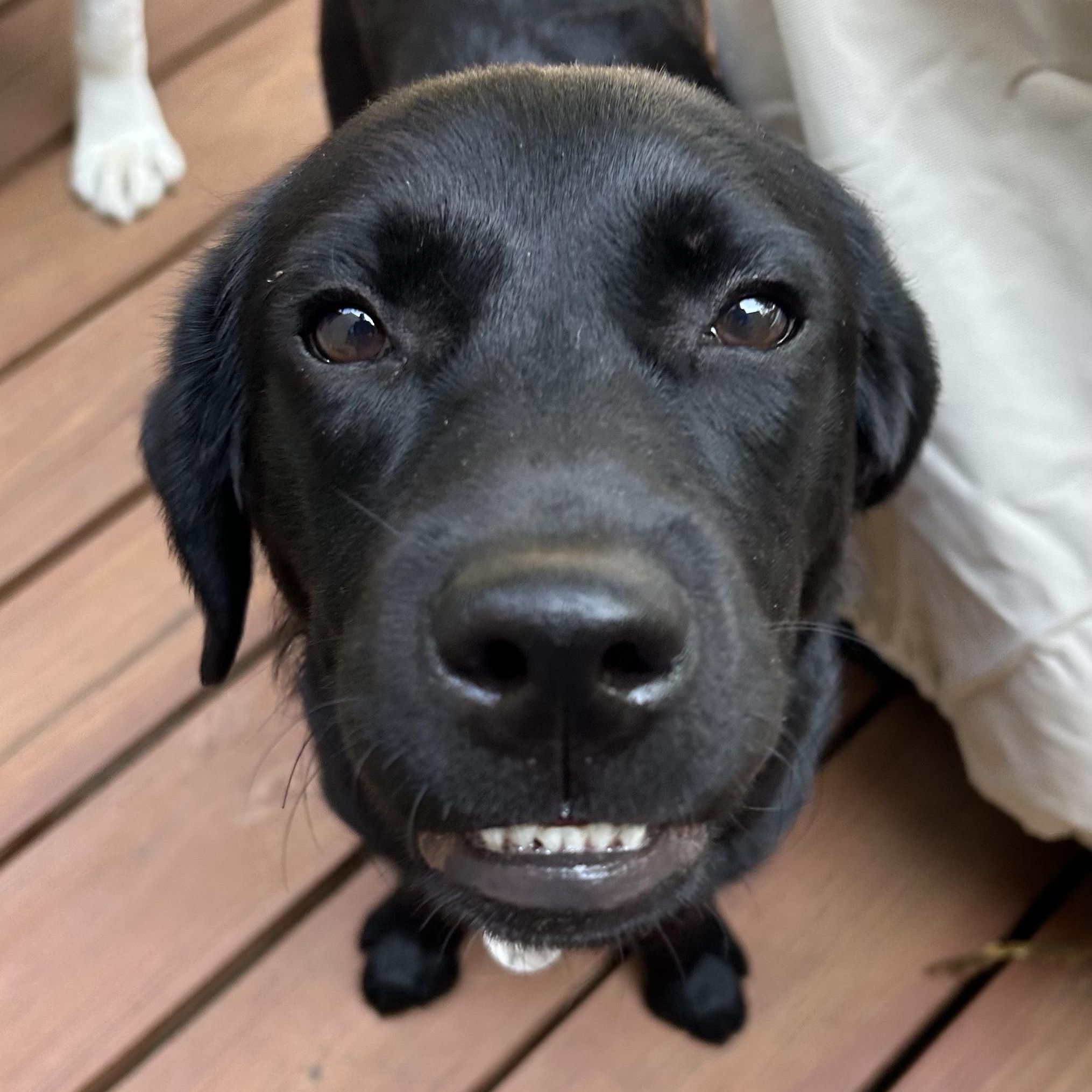 Enlarge Midnight 9, a ADOPTABLE Black Labrador Retriever in Warrington, PA image 6/6