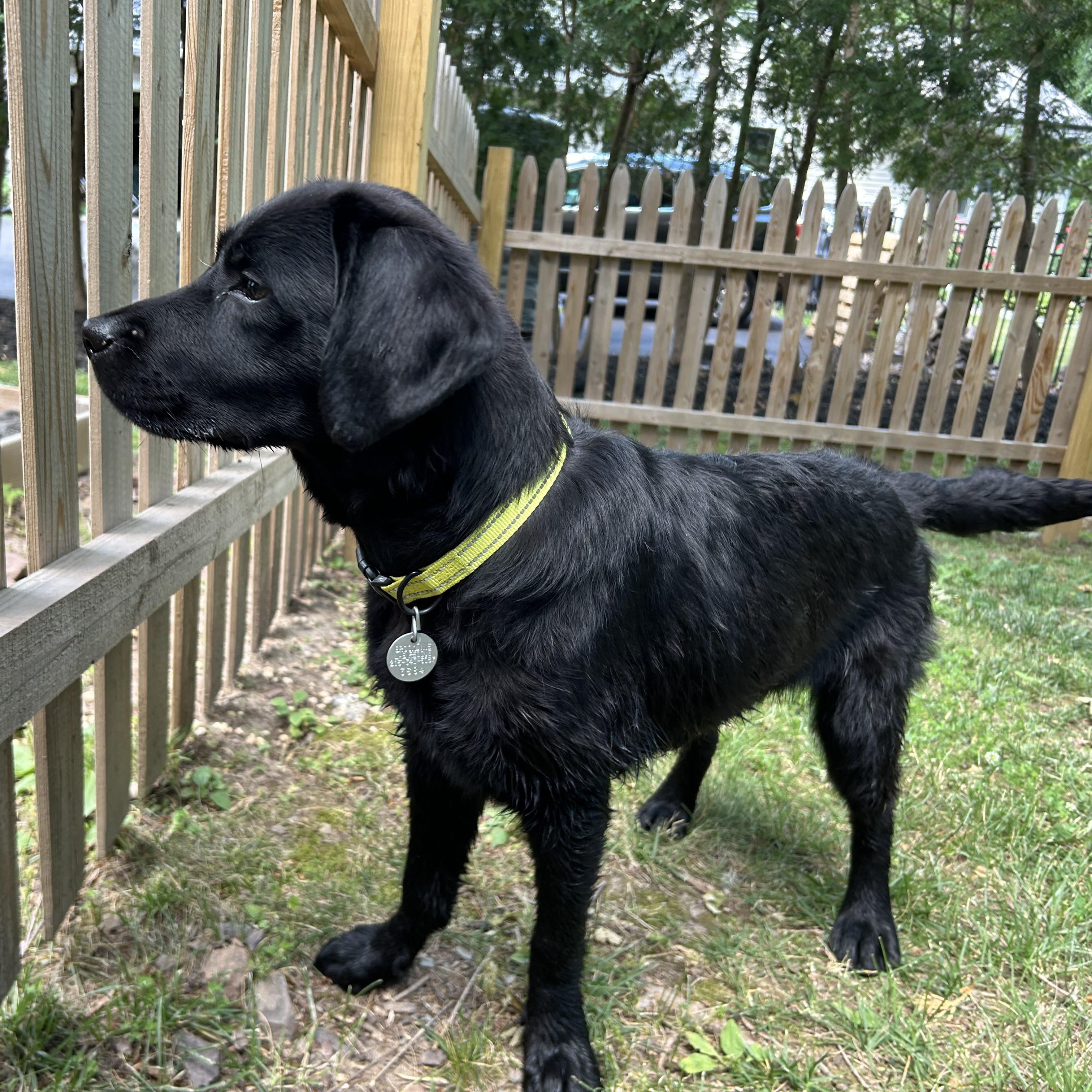 Enlarge Midnight 9, a ADOPTABLE Black Labrador Retriever in Warrington, PA image 3/6