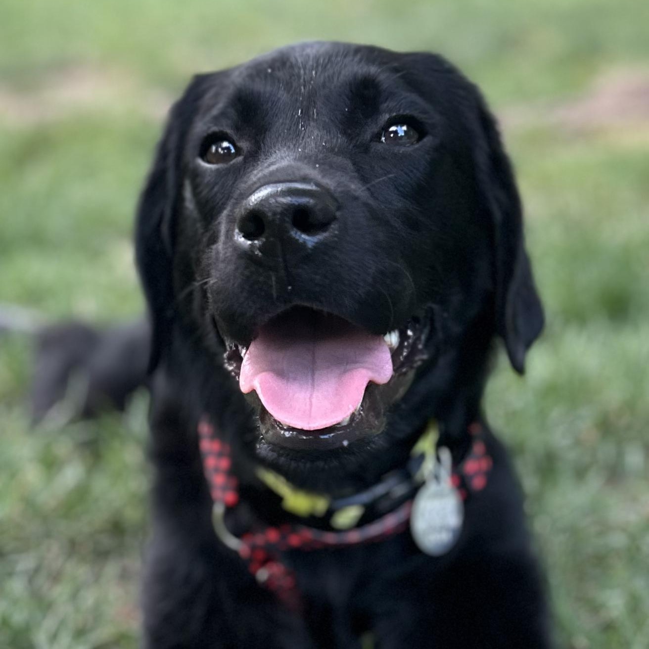 Enlarge Midnight 9, a ADOPTABLE Black Labrador Retriever in Warrington, PA image 1/6