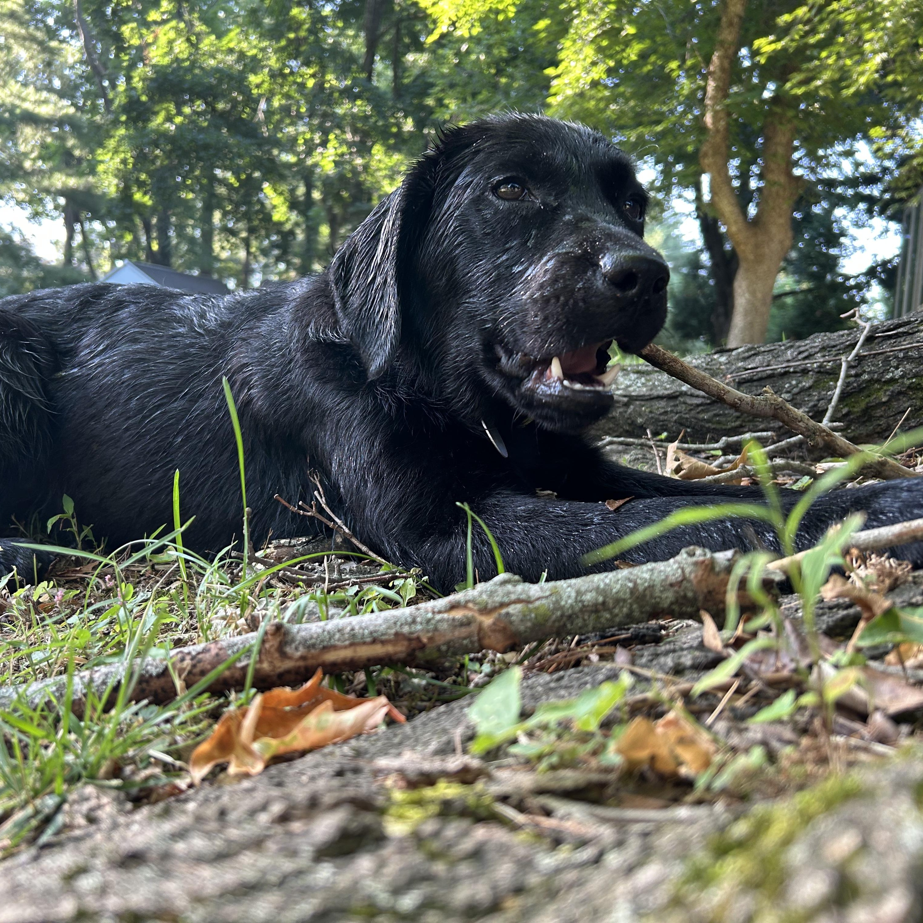 Enlarge Midnight 9, a ADOPTABLE Black Labrador Retriever in Warrington, PA image 4/6