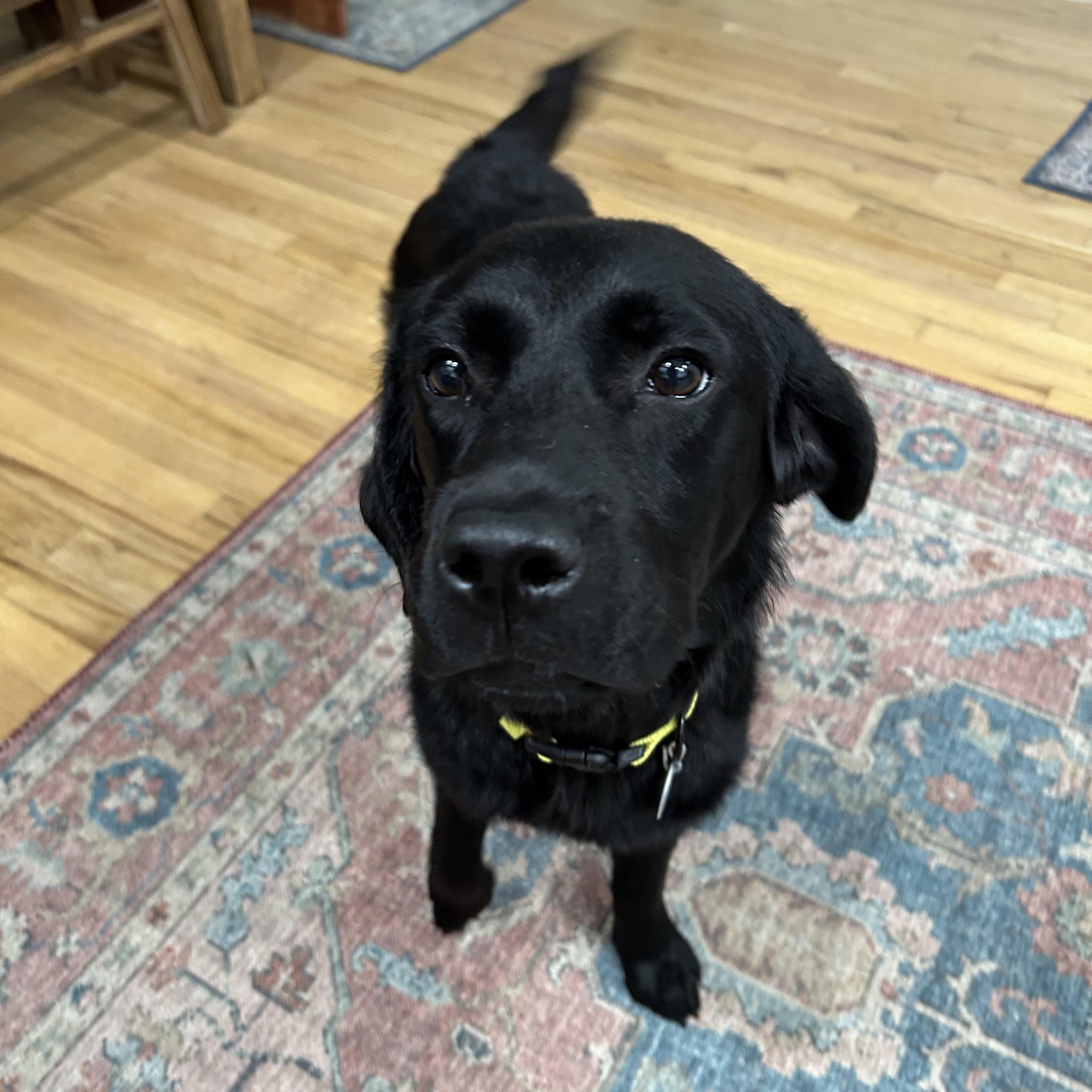 Enlarge Midnight 9, a ADOPTABLE Black Labrador Retriever in Warrington, PA image 2/6