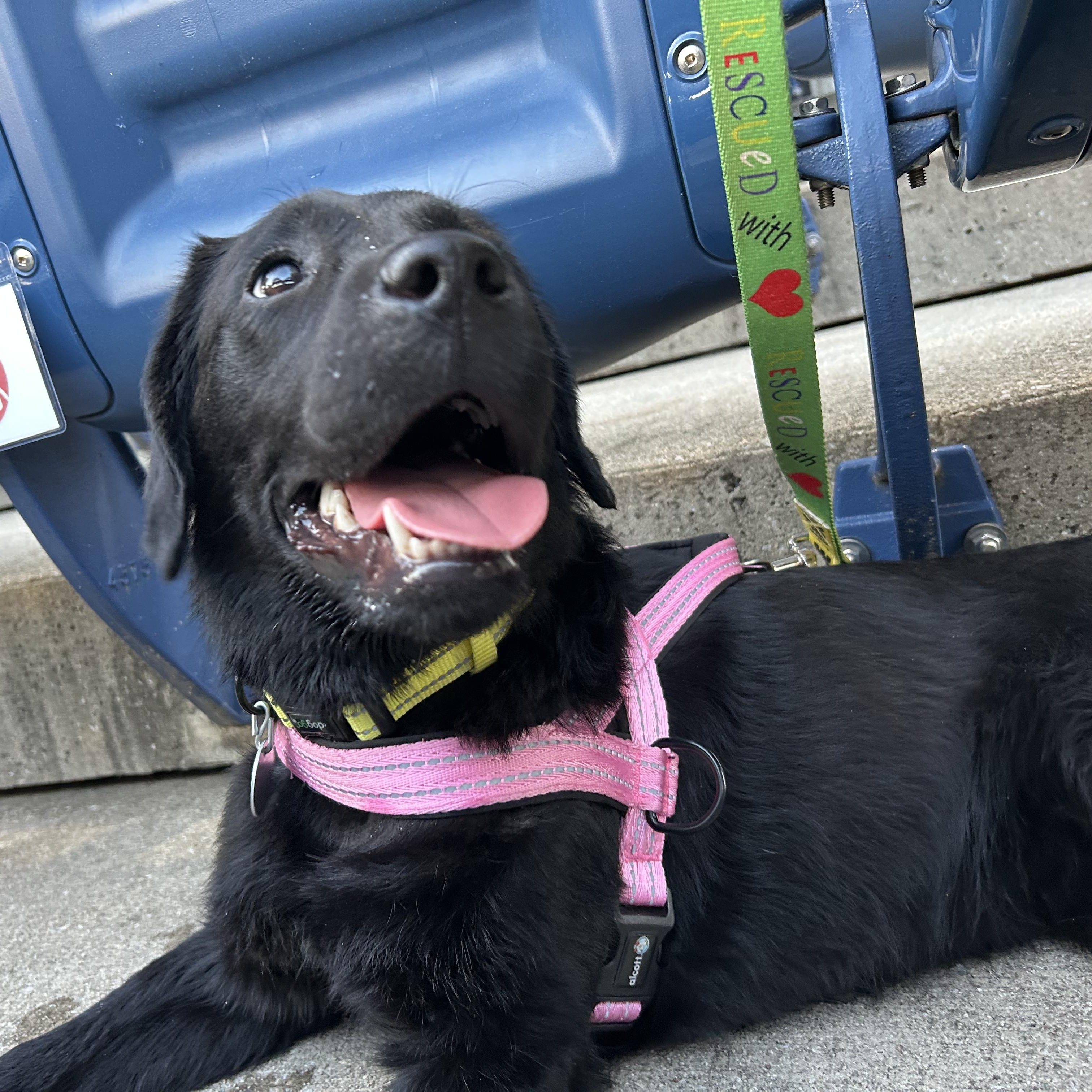 Enlarge Midnight 9, a ADOPTABLE Black Labrador Retriever in Warrington, PA image 5/6