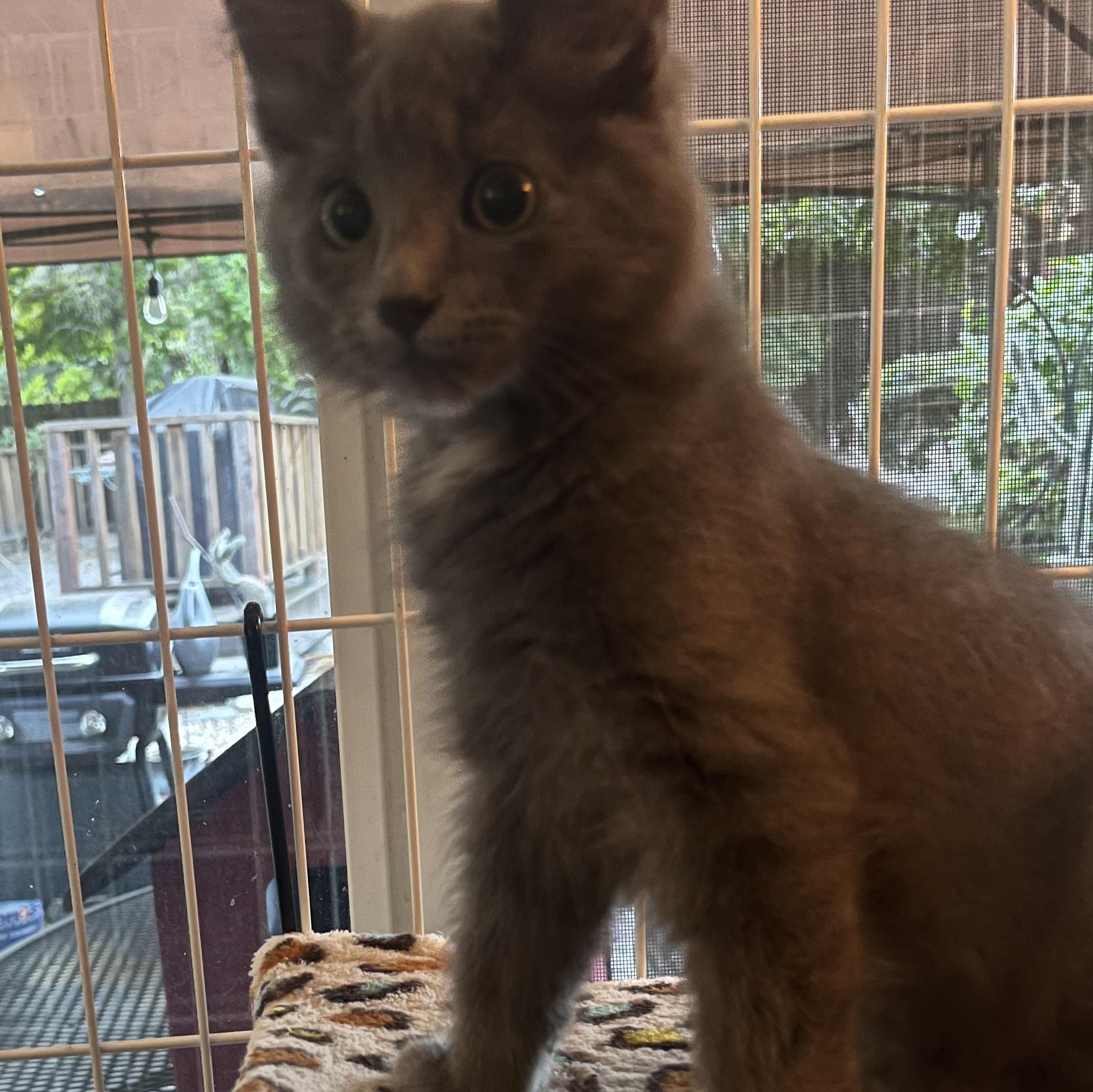 Tony M., ADOPTABLE, Young Male Domestic Long Hair.