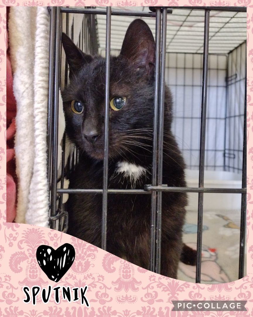 Sputnik, Adoptable, Adult Female Domestic Short Hair.