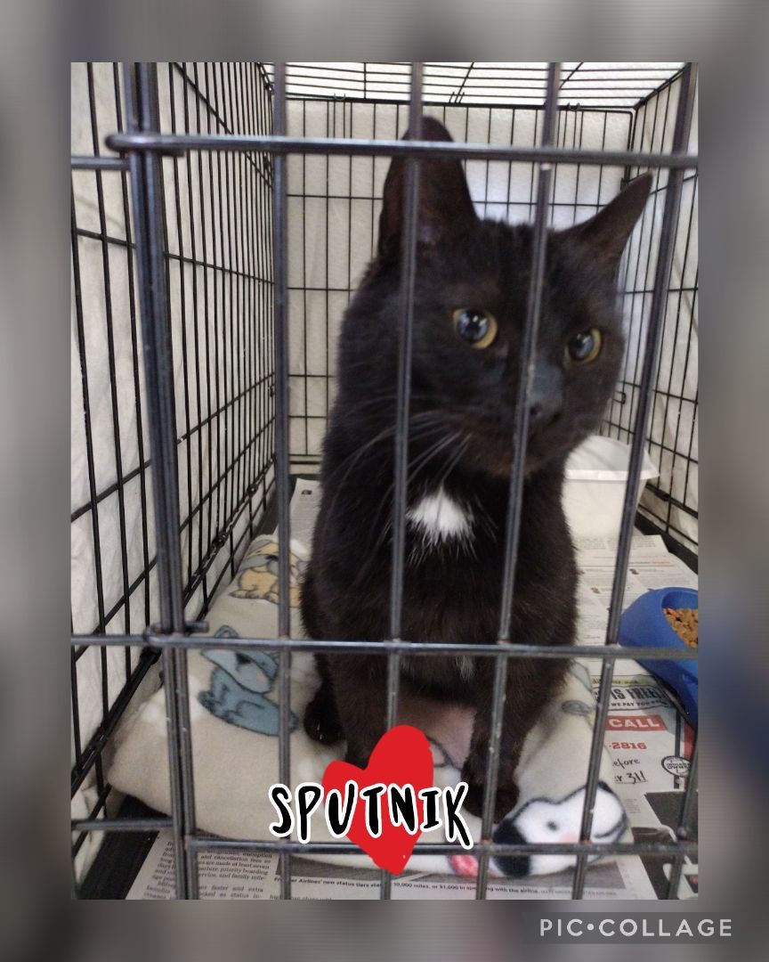 Enlarge Sputnik, a Adoptable Domestic Short Hair in Muncie, IN image 2/2
