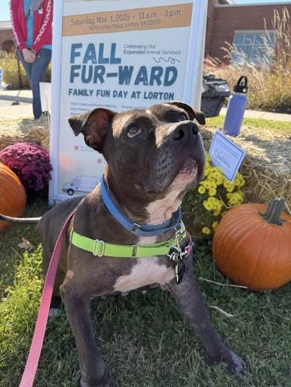 Cleo, Adoptable, Adult Female Mixed Breed & Mixed Breed.