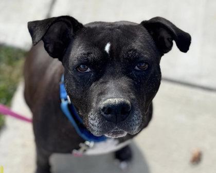 Enlarge Cleo, a Adoptable mixed breed in Fairfax, VA image 2/3