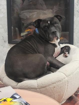 Enlarge Cleo, a Adoptable mixed breed in Fairfax, VA image 3/3