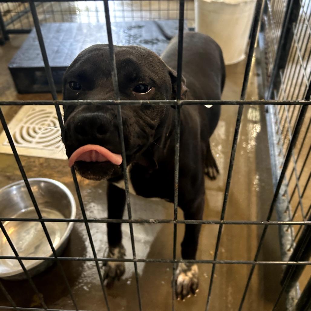 Sox, Adoptable, Adult Male Pit Bull Terrier.
