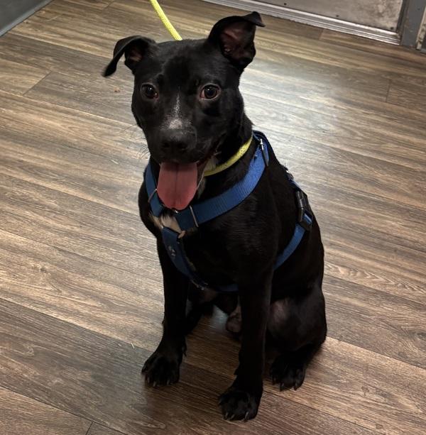 Enlarge Lego, a Adoptable mixed breed in San Diego, CA image 1/1