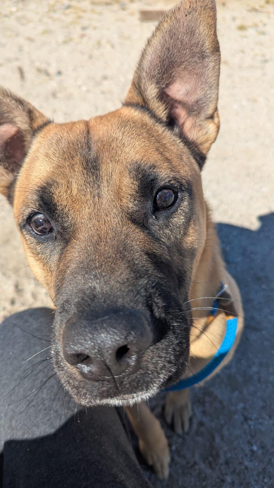 Enlarge Brian, a ADOPTABLE mixed breed in Ferndale, WA image 3/5