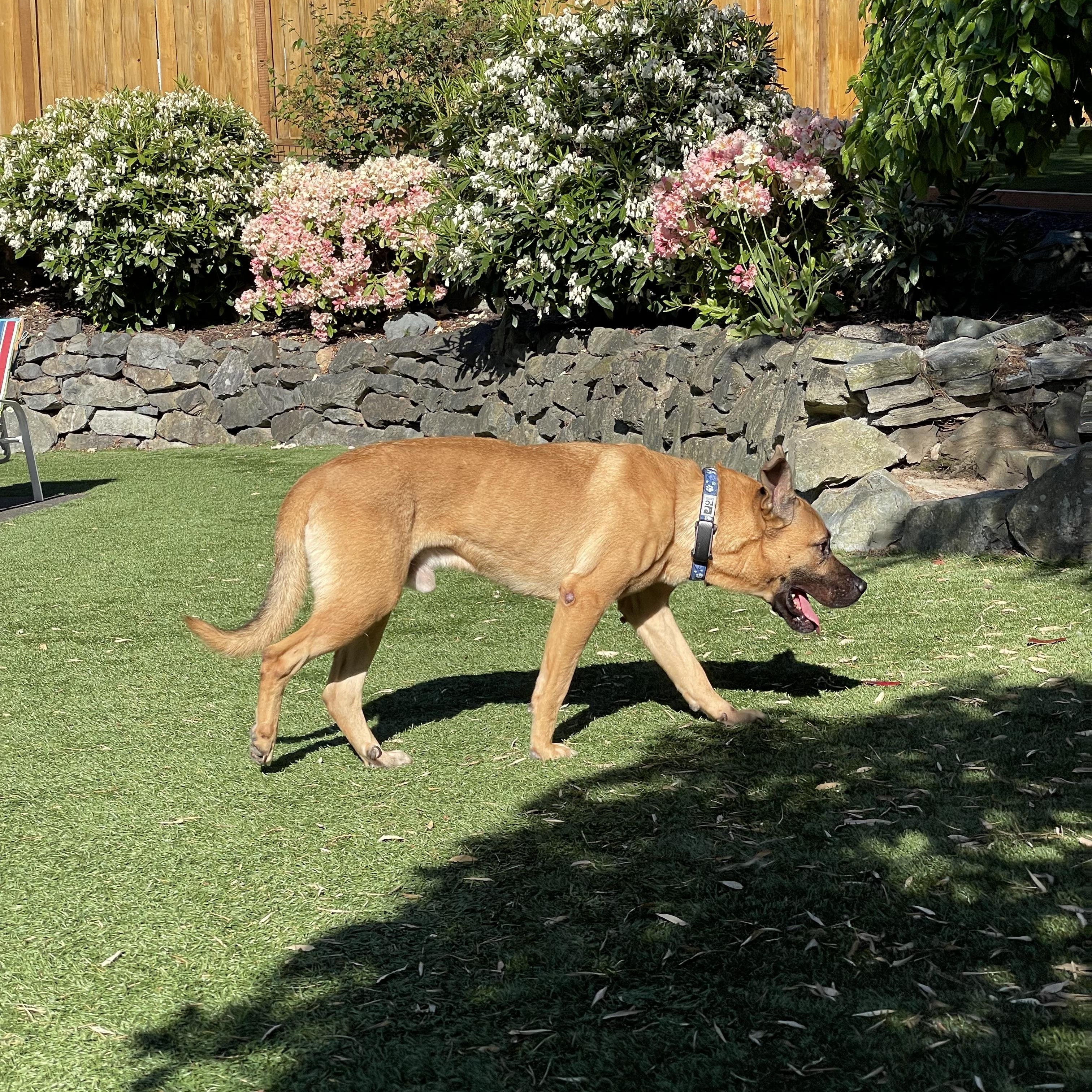 Enlarge Brian, a ADOPTABLE mixed breed in Ferndale, WA image 5/6