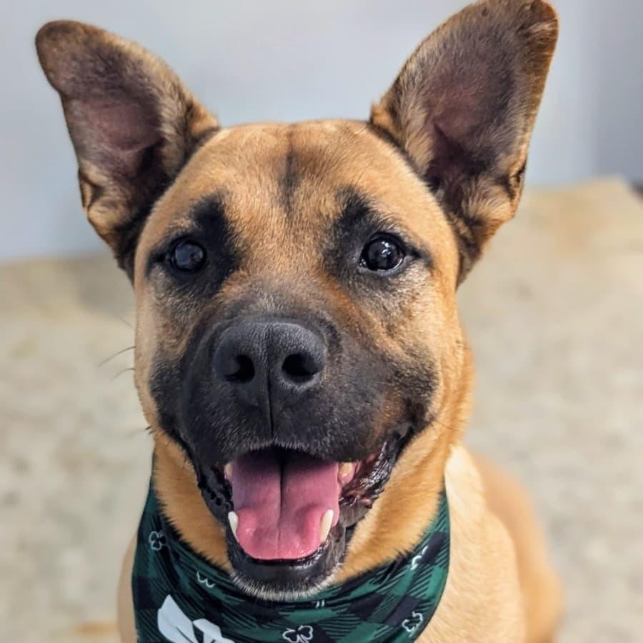 Brian, ADOPTABLE, Adult Male German Shepherd Dog.