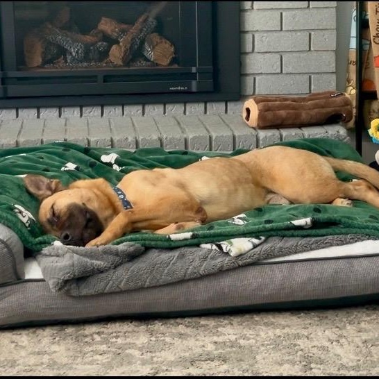 Enlarge Brian, a ADOPTABLE mixed breed in Ferndale, WA image 3/6